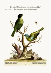 Der grün-schwarz-kappige Fliegenschnäpper. Der blauköpfige grüne Fliegenschnäpper, 1749-73